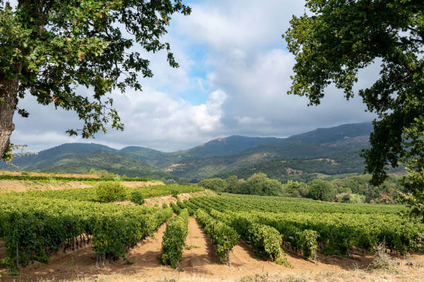 Vineyard Villas Holiday Villas In South Of France