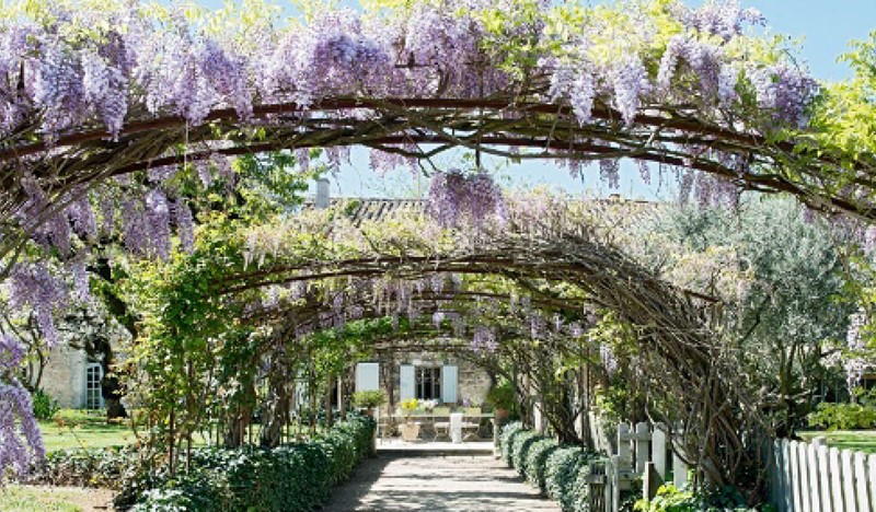 Mas Du Bonheur Wisteria