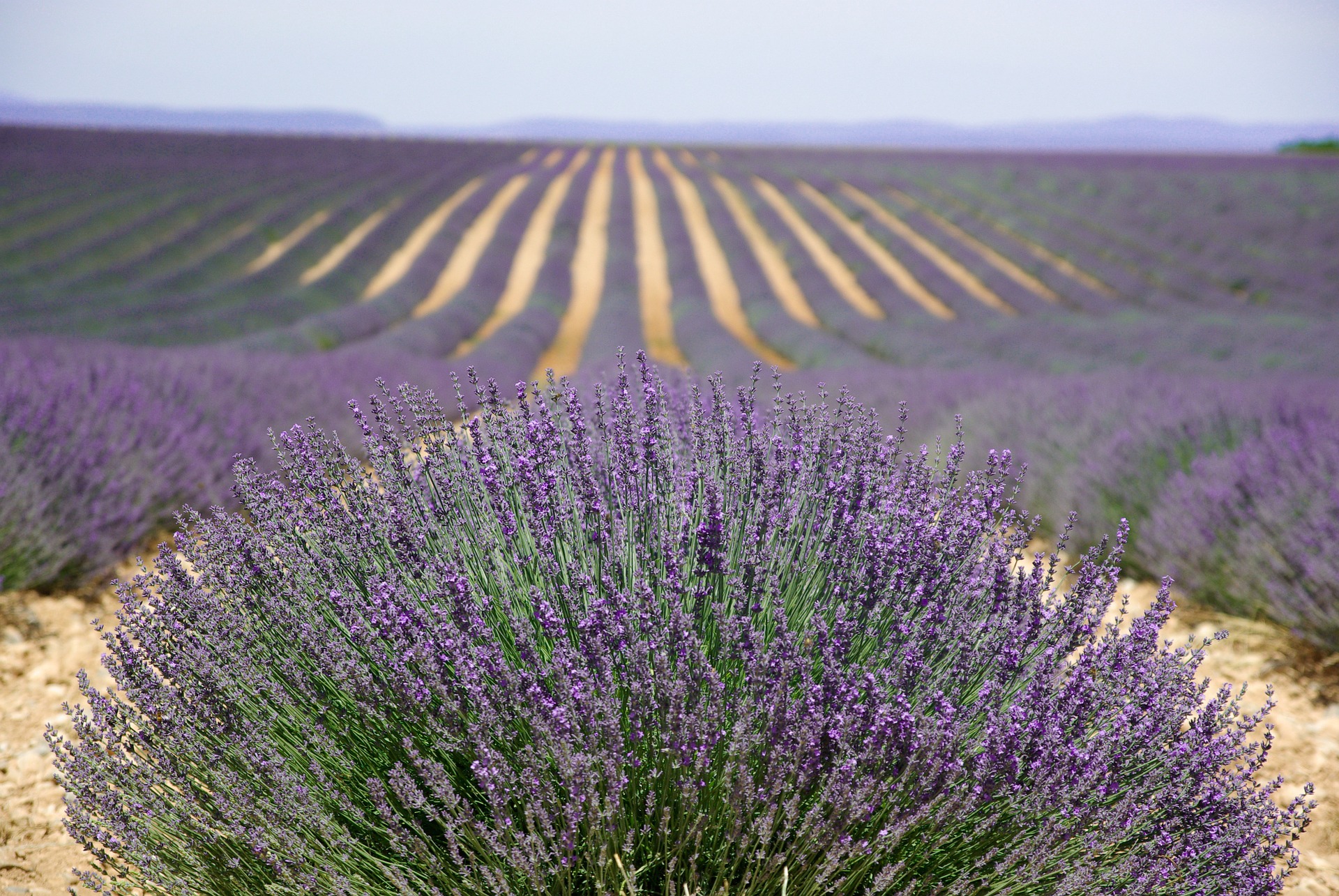 Lavender Provence Valensole