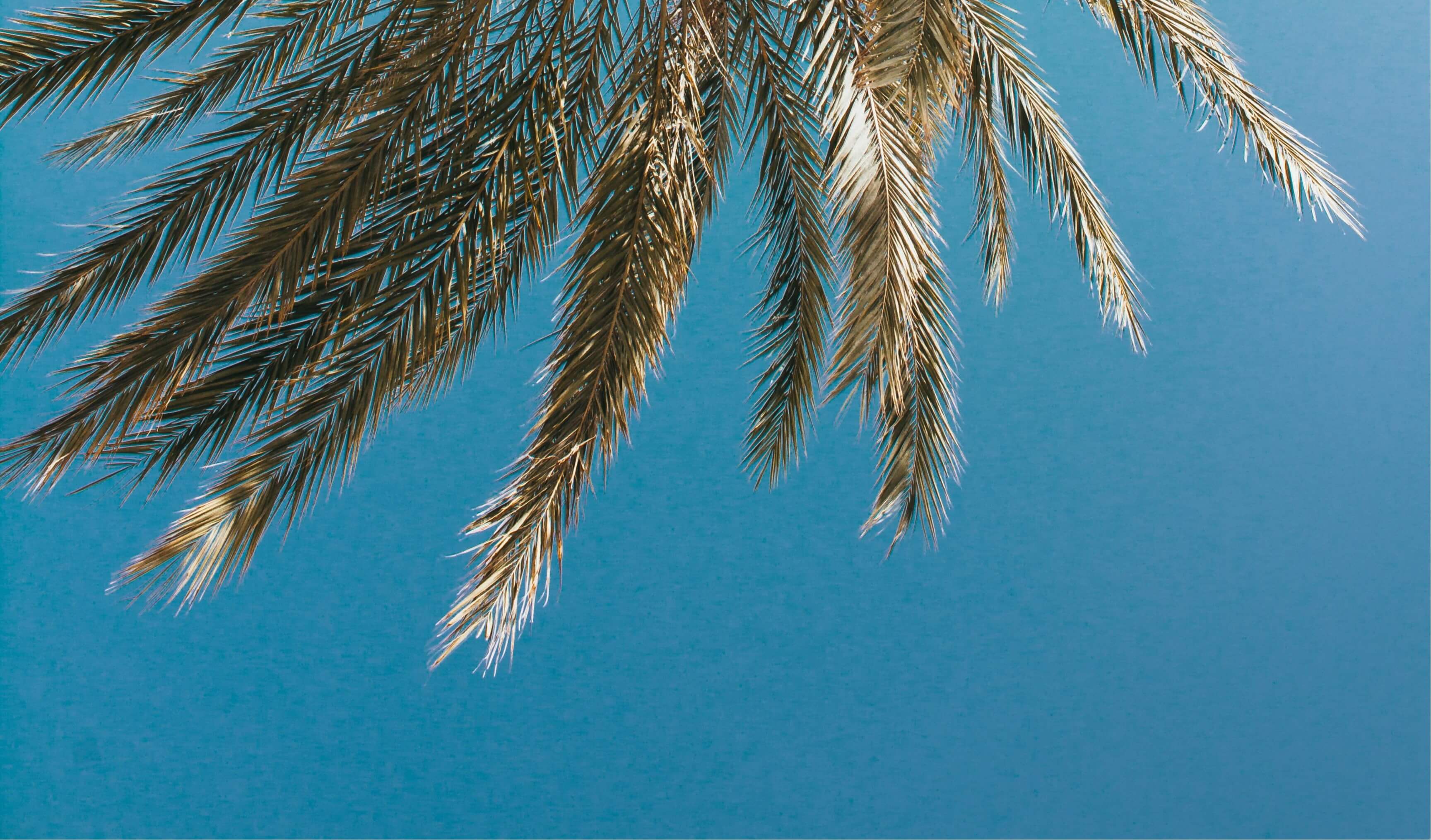 5 Reasons to Holiday in the South of France